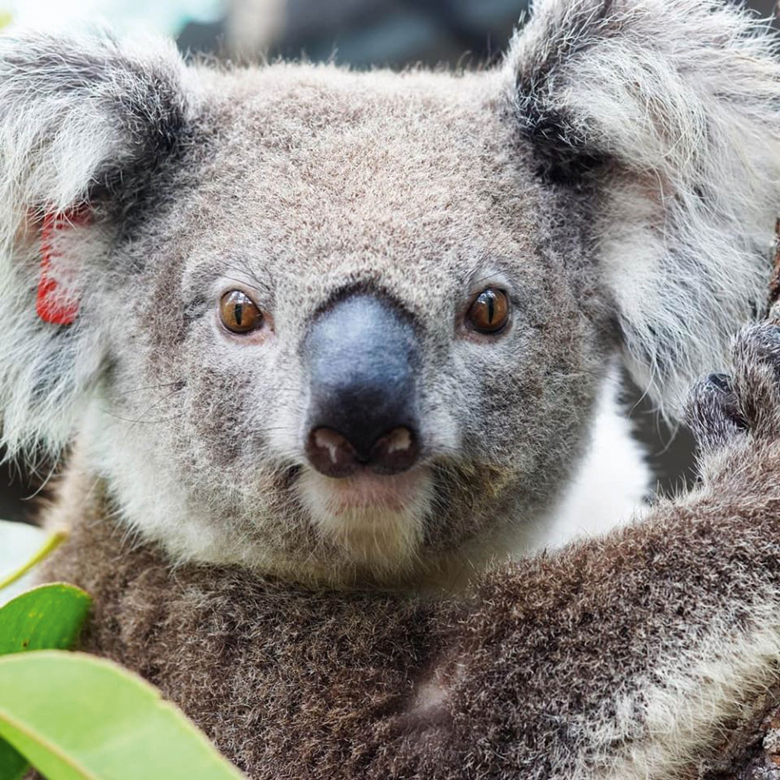 koalafirendsofthekoala