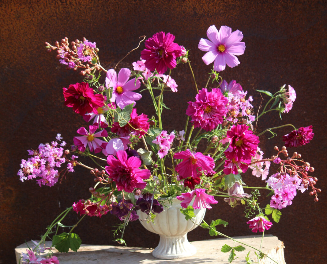 cosmos